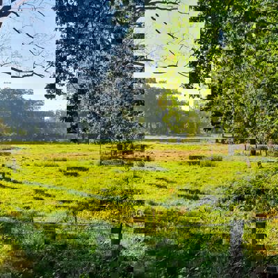 landschap met hek en schrikdraad omringd door bomen